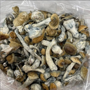 Cubensis Mushrooms